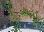Struikkers, Tuin en Terras, Planten | Fruitbomen, Kersenboom, Lente, Volle zon, 100 tot 250 cm