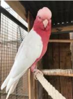 Vermist!!!!!!, Dieren en Toebehoren, Vogels | Parkieten en Papegaaien, Papegaai, Geringd