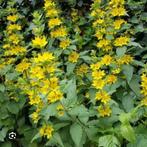 Puntwederik, Tuin en Terras, Planten | Tuinplanten, Ophalen, Zomer, Overige soorten