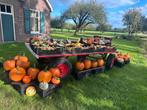 Pompoenen en kalebassen! ALLES NU HALVE PRIJS, Ophalen, Volle zon