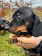 Prachtige teckel pups te koop, Dieren en Toebehoren, Honden | Teckels en Dashonden, 8 tot 15 weken, Korthaar, Dwerg, Parvo
