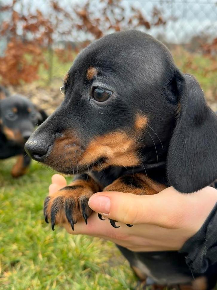 Prachtige teckel pups te koop, Dieren en Toebehoren, Honden | Teckels en Dashonden