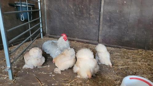 Broedeitjes Cochin krielkip, Dieren en Toebehoren, Pluimvee, Kip, Meerdere dieren
