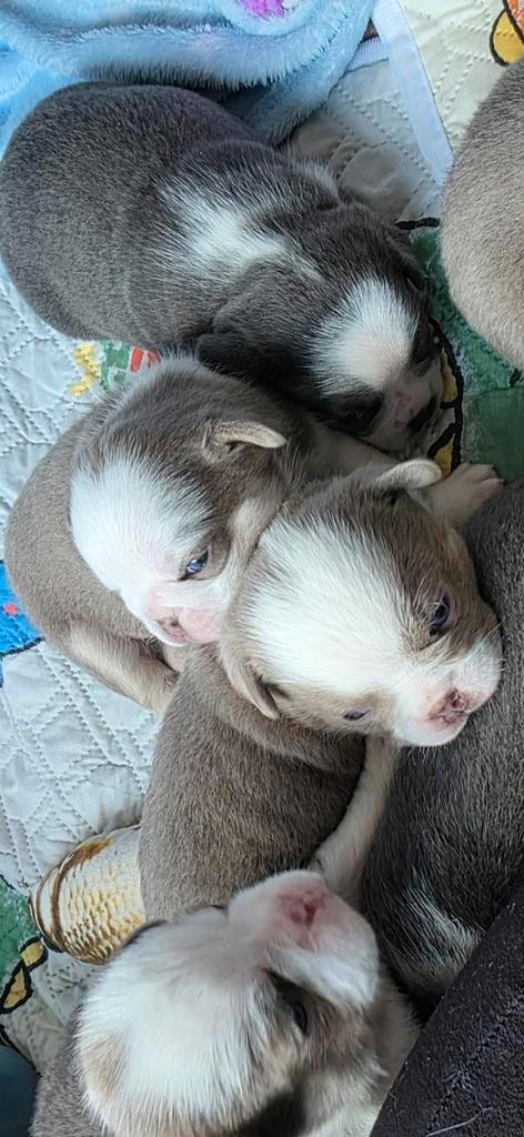 Prachtige en vooral gezonde retro bully pups, Dieren en Toebehoren, Honden | Bulldogs, Pinschers en Molossers, Meerdere dieren