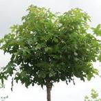 Amberboom ,liquidambar styracifl. Gumbal , in pot, Bloeit niet, Dakboom, Ophalen, Volle zon