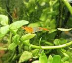 Orange rili neocaridina garnalen, Dieren en Toebehoren, Kreeft, Krab of Garnaal