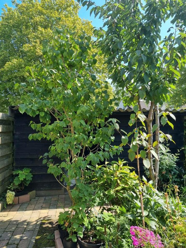 Prachtige grote sering! Grote lila bloemen in het voorjaar, Tuin en Terras, Planten | Struiken en Hagen, Overige soorten, Ophalen