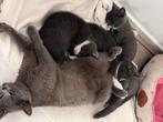 2 kittens mag nestje verlaten, Dieren en Toebehoren, Katten en Kittens | Overige Katten, Geslacht onbekend, Kortharig