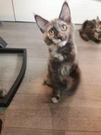 maine coon kittens Mogen nu verhuizen, Dieren en Toebehoren, Katten en Kittens | Raskatten | Langhaar, Meerdere dieren, Gechipt