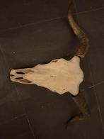 Buffel schedel, Ophalen of Verzenden, Zo goed als nieuw, Schedel