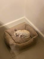 Chihuahua pup, Dieren en Toebehoren, Honden | Herdershonden en Veedrijvers, Rabiës (hondsdolheid), 15 weken tot 1 jaar, Reu, Eén hond