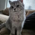 Britse korthaar ras kittens met stamboom, Dieren en Toebehoren, Katten en Kittens | Overige Katten, Meerdere dieren, Kortharig