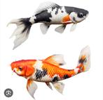 Vissen, Dieren en Toebehoren, Vissen | Vijvervissen, Karper of Koi