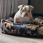 American bully, Dieren en Toebehoren, België, Particulier, 1 tot 2 jaar, Teef