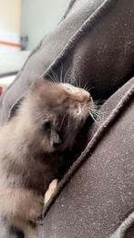 Schattige kittens opzoek naar een huisje, Meerdere dieren, Ontwormd, 0 tot 2 jaar