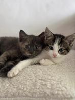 Twee schattige kittens, Dieren en Toebehoren, Katten en Kittens | Overige Katten, Geslacht onbekend
