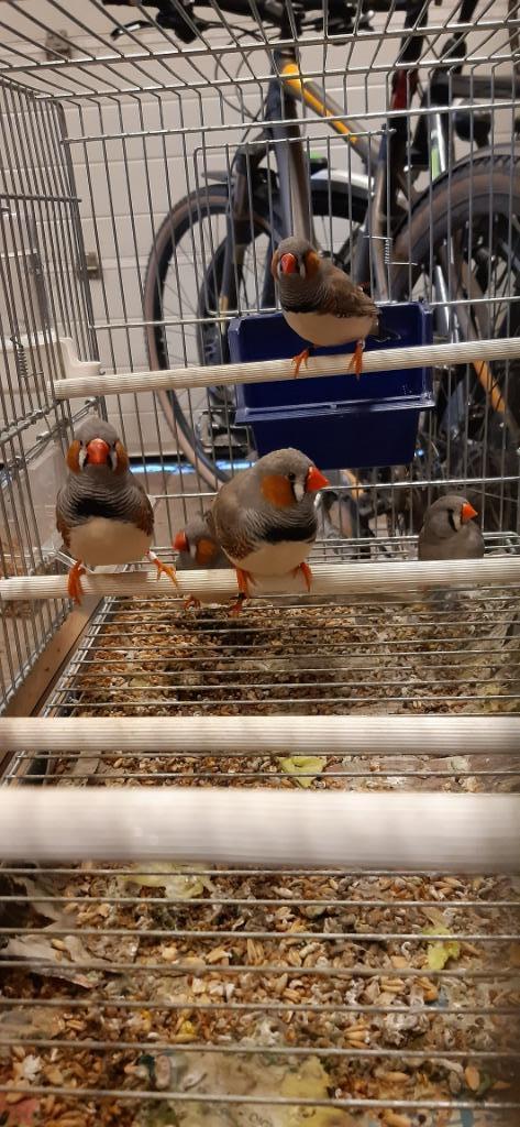 Zebravinken, Dieren en Toebehoren, Vogels | Overige Vogels, Tropenvogel, Meerdere dieren
