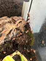 Agaatslakken / Afrikaanse reuzenslak, Dieren en Toebehoren, Reptielen en Amfibieën, Amfibie, Tam