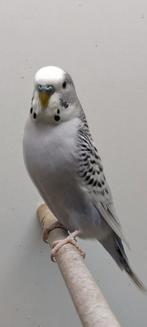 Parkieten koppel, Meerdere dieren, Parkiet, Geringd