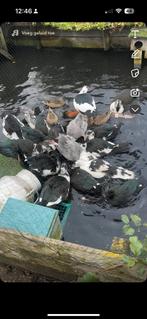 Muskus eenden siereenden, Dieren en Toebehoren, Pluimvee, Meerdere dieren, Eend