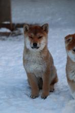 Shiba inu️, Dieren en Toebehoren, Fokker | Hobbymatig, 8 tot 15 weken, Buitenland, Poolhond
