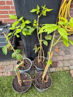 Frambozen struiken, Tuin en Terras, Ophalen, Minder dan 100 cm, Overige soorten, In pot