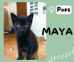 Lieve kittens zoeken een warm huisje, Dieren en Toebehoren, Katten en Kittens | Overige Katten, Meerdere dieren