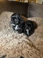 Chipoo (Maltipoo) pups nog een reutje  kleinblijvend, Dieren en Toebehoren, Overige rassen, 8 tot 15 weken, Meerdere, Meerdere dieren