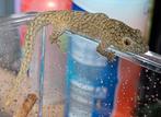 Eurydactylodes Vieillardi Pet only, Dieren en Toebehoren, Hagedis, 0 tot 2 jaar