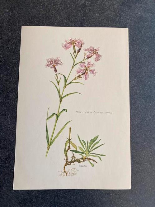 10 prenten planten/kruiden 16,5x24 samen 20 euro oa hyacint, Antiek en Kunst, Antiek | Schoolplaten, Natuur en Biologie, Ophalen of Verzenden