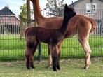 Alpaca merrie (veulen), Dieren en Toebehoren, Overige Dieren, April, Vrouwelijk