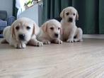Labrador retiever pups, Dieren en Toebehoren, Honden | Retrievers, Spaniëls en Waterhonden, Parvo, 8 tot 15 weken, Labrador retriever