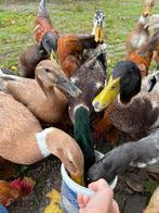 Handtamme loopeenden te koop, Dieren en Toebehoren, Pluimvee, Meerdere dieren, Eend
