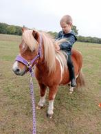Lieve Shetland merrie & palomino merrie veulen, Dieren en Toebehoren
