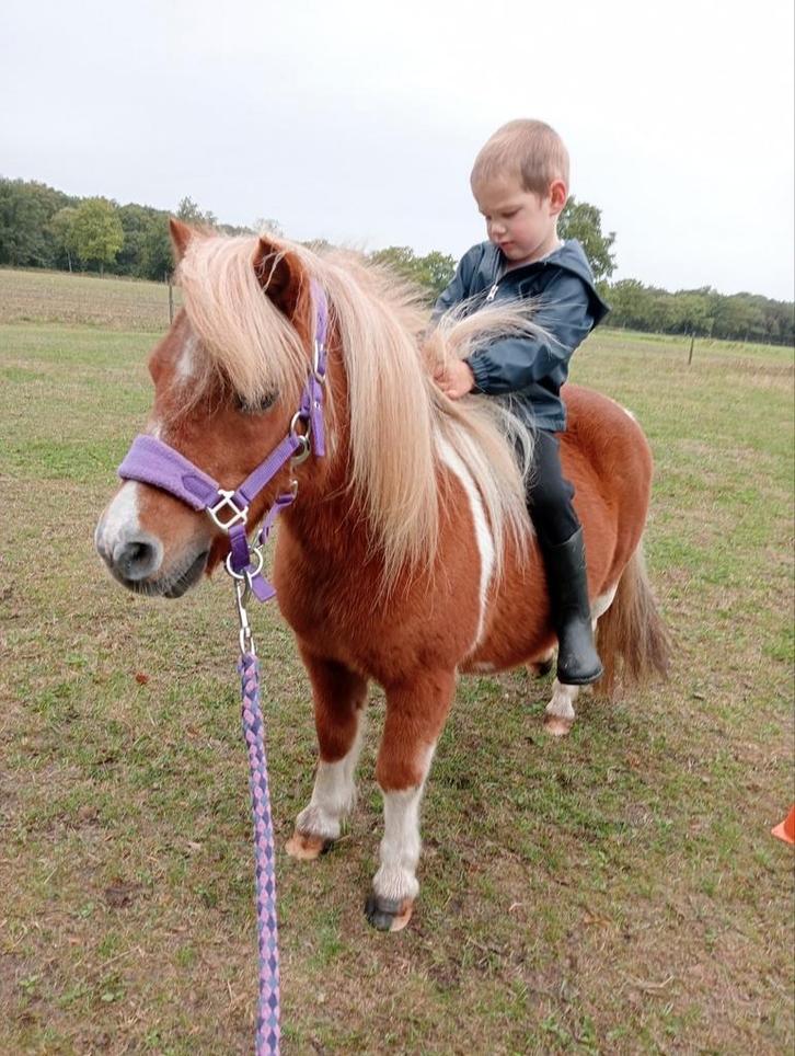 Lieve Shetland merrie & palomino merrie veulen, Dieren en Toebehoren, Pony's