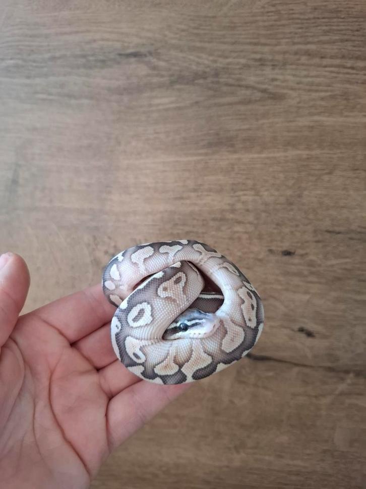 Mooie super pastel butter pos het ghost/hypo man nk25