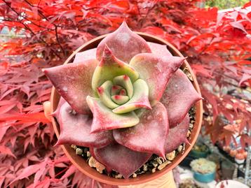 Echeveria Night Rose/pot 9cm/vetplant/succulent beschikbaar voor biedingen