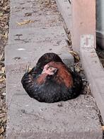 Araucana haan bolstaat, Dieren en Toebehoren, Pluimvee, Mannelijk, Kip