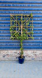 Toscaanse Jasmijn ❗️Leiboom❗ (Trachelospermum jasminoides)🌿, Tuin en Terras, Overige soorten, 100 tot 250 cm, Zomer, Ophalen
