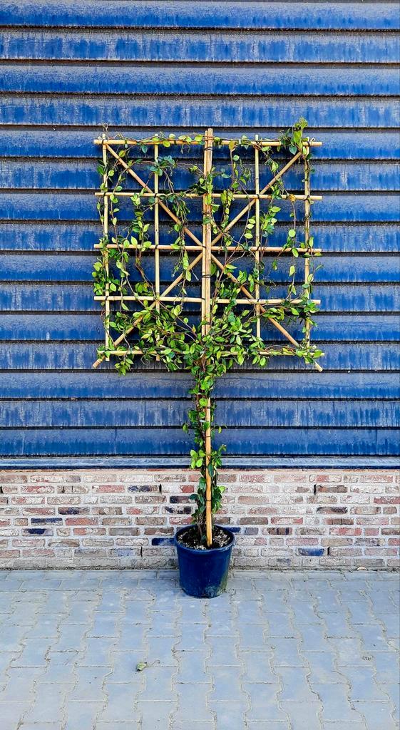 Toscaanse Jasmijn ❗️Leiboom❗ (Trachelospermum jasminoides)🌿, Tuin en Terras, Planten | Bomen, Overige soorten, 100 tot 250 cm