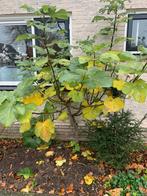 Vijgenboom, Tuin en Terras, Planten | Bomen, Ophalen, Bloeit niet, Volle zon, Overige soorten