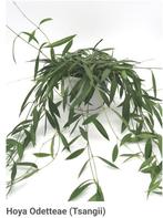 Gewortelde stekken van Hoya Odetteae. 3 voor 6,50, Ophalen of Verzenden