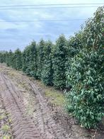 Portugese laurier!, Tuin en Terras, Ophalen of Verzenden, Laurier, 100 tot 250 cm