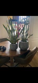 2 sanseveria's met bloempotten, Ophalen of Verzenden, Halfschaduw, Minder dan 100 cm