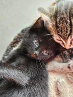 Prachtige zwarte boerderijkitten, Poes