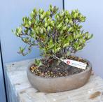 Satsuki Azalea hinomaru, In pot, Halfschaduw, Lente, Minder dan 100 cm