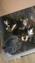 Prachtige kittens, Dieren en Toebehoren, Katten en Kittens | Overige Katten, Meerdere dieren, Kortharig, 0 tot 2 jaar