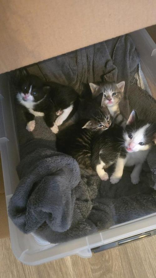 Prachtige kittens, Dieren en Toebehoren, Katten en Kittens | Overige Katten, Kortharig, Meerdere dieren, 0 tot 2 jaar