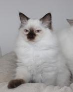 Ragdoll kitten chocolate point (cinnamon drager)met stamboom, Dieren en Toebehoren, Kater, Gechipt