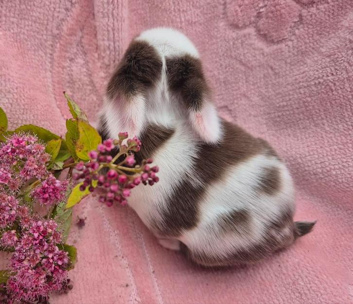 Prachtige Tamme Raszuivere Minilop Hangoor konijntjes, Dieren en Toebehoren, Konijnen, Dwerg, Meerdere dieren